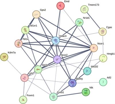 The involvement of HDAC3 in the pathogenesis of lung injury and pulmonary fibrosis